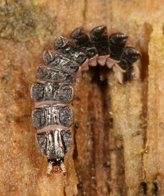 Firefly (larva)