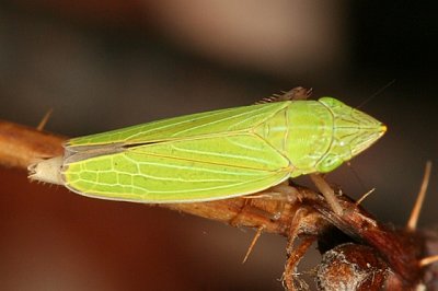 Draeculacephala antica or constricta