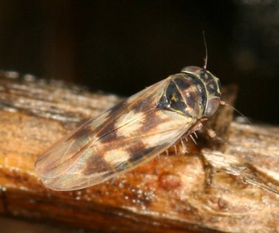 Macrosteles slossonae