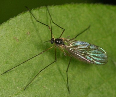 Gnats - family Bolitophilidae