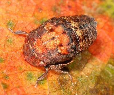  Penthimia americana nymph