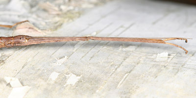 Northern Walkingstick - Diapheromera femorata (female)