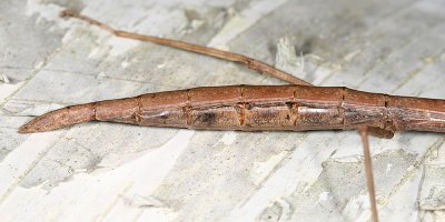 Northern Walkingstick - Diapheromera femorata (female)