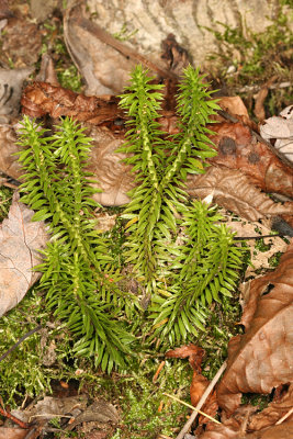 Shining Clubmoss - Huperzia lucidula 