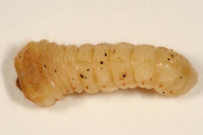 long-horned beetle larva