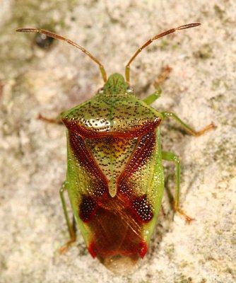 Shield Bugs - Acanthosomatidae