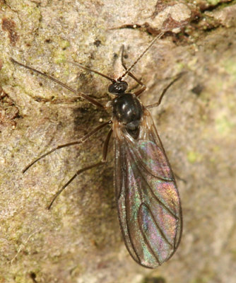  Dark-winged Fungus Gnat - Sciaridae