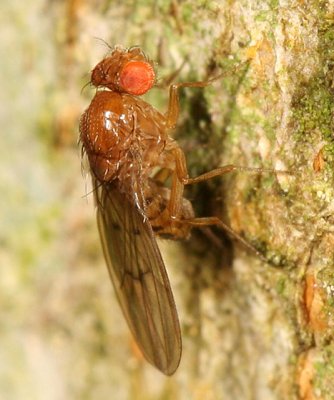 Drosophila quinaria species group