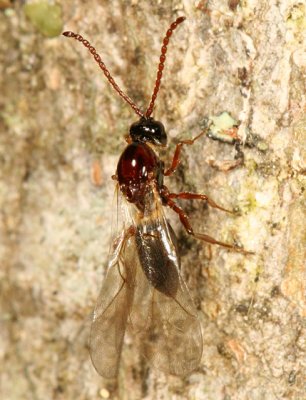 Wasps - Eucoilidae