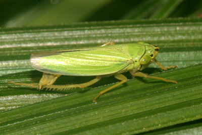 Draeculacephala noveboracensis
