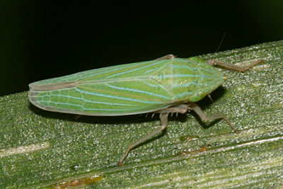 Draeculacephala mollipes