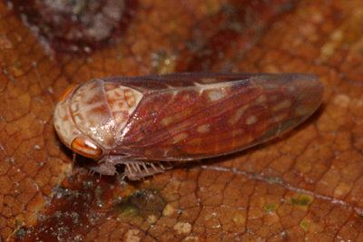 Eutettix borealis