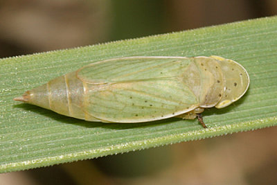 Leafhoppers genus Hecalus