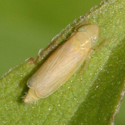 Leafhoppers genus Laevicephalus