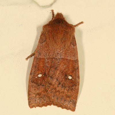 9934 - Franclemont's Sallow - Eupsilia cirripalea