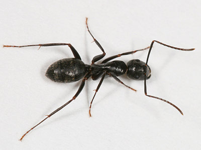 Camponotus pennsylvanicus