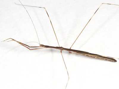 Thread-legged Bug - Emesaya brevipennis