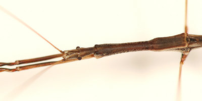 Thread-legged Bug - Emesaya brevipennis