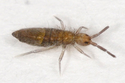 Entomobrya confusa