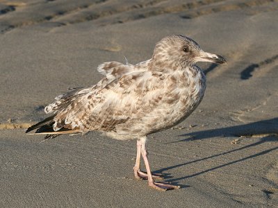 Immature Herring Gull
