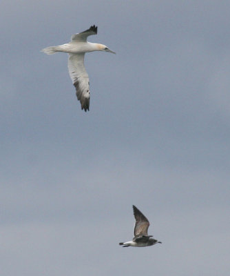 Laughing Gull and Northern Gannet