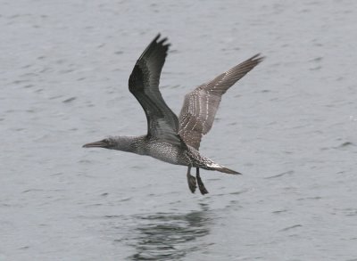 immature Northern Gannet