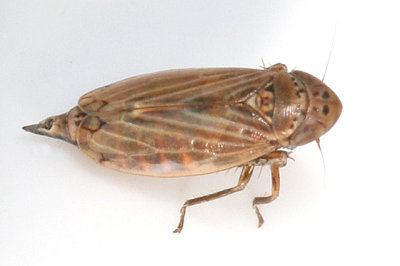 Leafhoppers genus Stirellus
