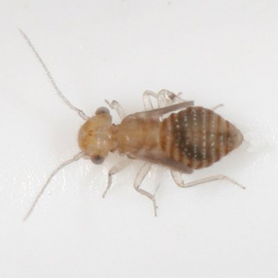(nymph)  Ectopsocus briggsi