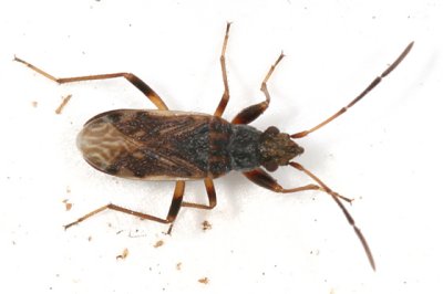 Pseudopachybrachius basalis