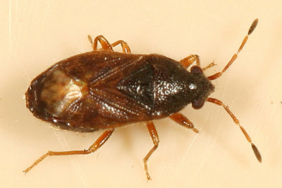 Stygnocoris sabulosus