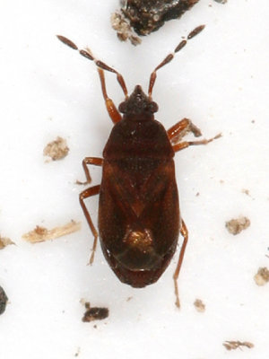 Antillocoris minutus