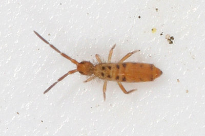 Entomobryoides mineola