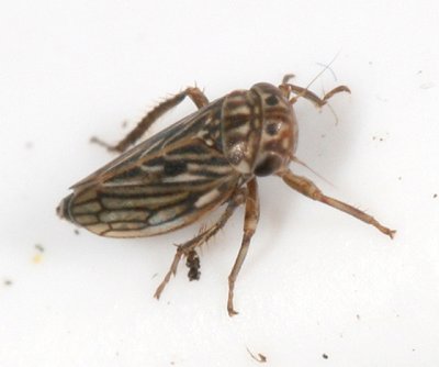 Ceratagallia sp.