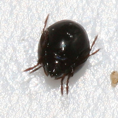 Soil Mite - Oribatida - Poronota - Ceratozetoidea - Euzetidae - Euzetes sp.