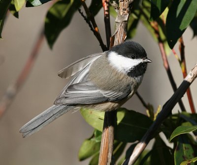 Black-capped Chickadee - Poecile atricapilla