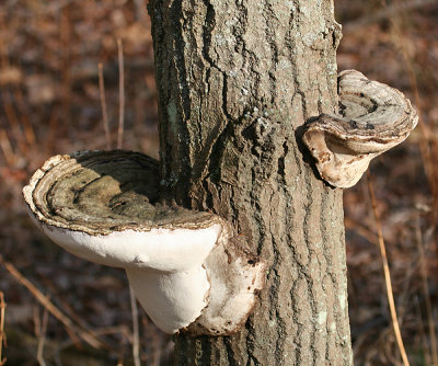 Ganoderma applanatum (Artist's Conk)