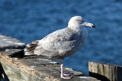 Immature Herring Gull
