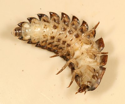 Photuris sp. larva
