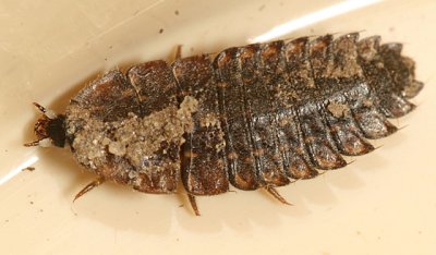 Photuris sp. larva