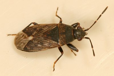 Peritrechus fraternus