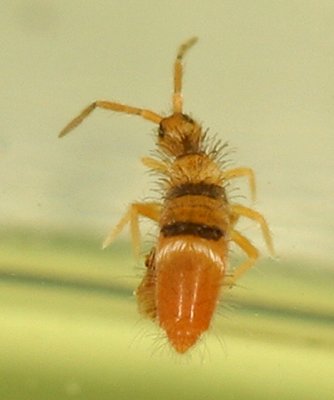 Entomobrya clitellaria