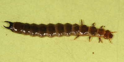 Shizotus cervicalis (larva)