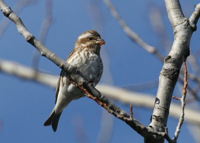 Purple Finch - Carpodacus purpureus (female)