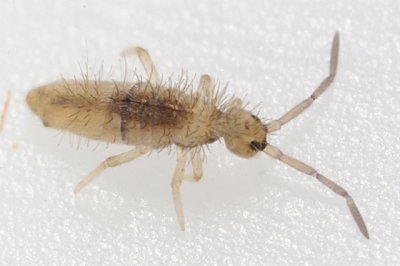 Entomobrya unostrigata