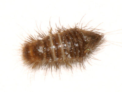 Anthrenus fuscus larva