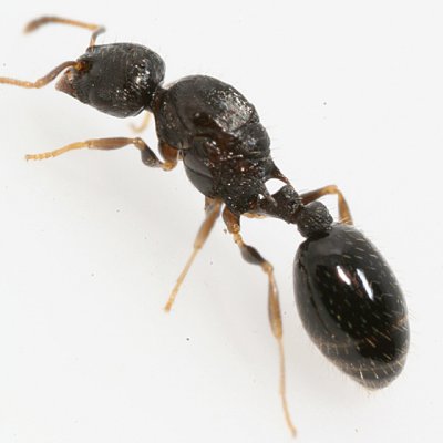 Temnothorax longispinosus