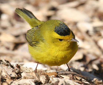 Wilsonw Warbler - Cardellina pusilla