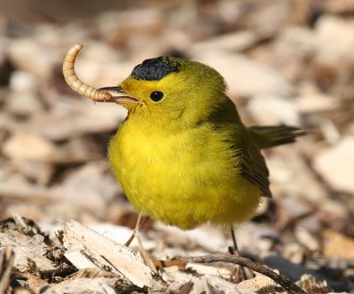 Wilsonw Warbler - Cardellina pusilla