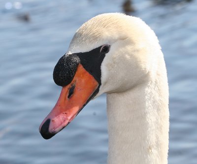 Mute Swan - Cygnus olor