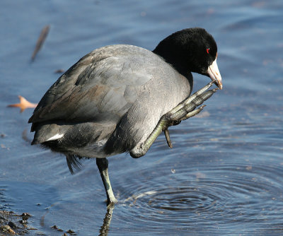 American Coot - Fulica americana